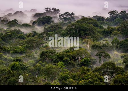 Nebel im Amazonasdach bei Sonnenaufgang, Tambopata, Madre de Dios, Peru, März 2016. Stockfoto