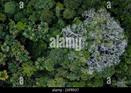 Aus der Vogelperspektive des Kapok / Ceiba-Baumes (Ceiba pentandra) im Amazonas-Baldachin, Yasuni-Nationalpark, Orellana, Ecuador. Stockfoto
