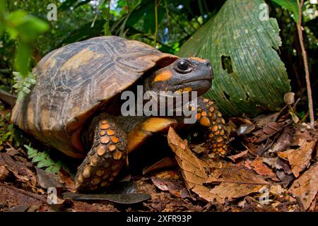 Porträt der Gelbfußschildkröte (Chelonoidis denticulata), Yasuni-Nationalpark, Orellana, Ecuador. Gefährdete Arten. Stockfoto