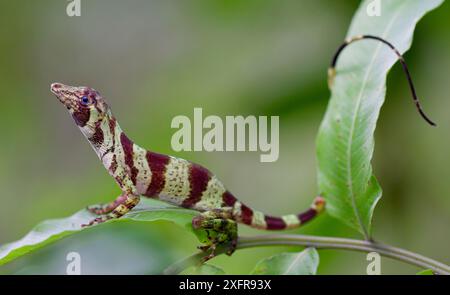 Anolis transversalis auf Pflanze, Yasuni-Nationalpark, Orellana, Ecuador. Stockfoto