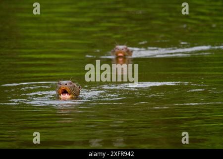 Zwei Riesenotter (Pteronura brasiliensis) schwimmen, Tambopata, Madre de Dios, Peru. Stockfoto