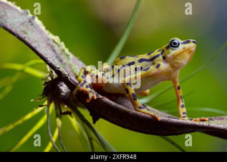 Rio pescado Harlequin Kröte (Atelopus balios) weiblich, Azuay, Ecuador, kritisch gefährdet, möglicherweise ausgestorben. Stockfoto