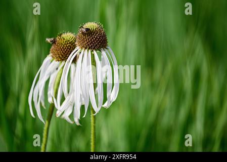 Weißer Coneflower (Echinacea purpurea Alba) Bayern, Deutschland, Europa Stockfoto