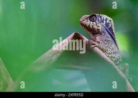 Glattes Helm-Leguan (Corytophanes cristatus) Porträt, Sarapiqui, Heredia, Costa Rica. Stockfoto