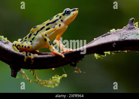 Rio pescado Harlequin Kröte (Atelopus balios) weiblich auf Ast, Azuay, Ecuador, kritisch gefährdet, möglicherweise ausgestorben. Stockfoto