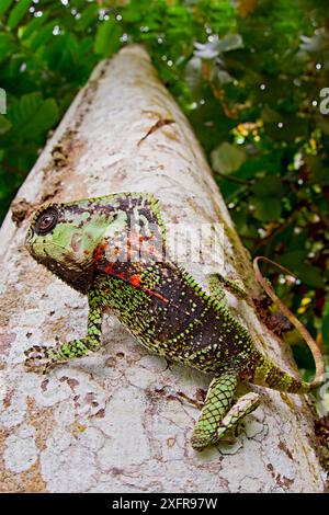 Glatter Leguan mit Helm (Corytophanes cristatus) auf Baumwagen, Siquirres, Limon, Costa Rica. Stockfoto