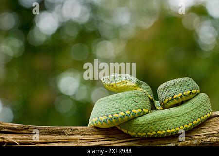 Zwei gestreifte Waldstachtel (Bothriopsis bilineata), die sich auf Baumstamm zusammengerollt haben, Yasuni-Nationalpark, Orellana, Ecuador. Stockfoto