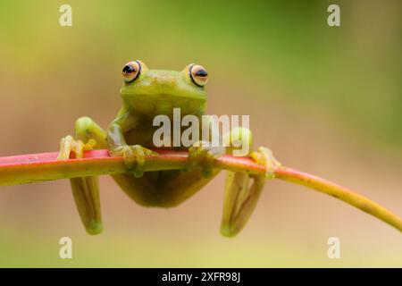 Aschereich (Hypsiboas cinerascens) auf Blatt, Yasuni Nationalpark, Orellana, Ecuador. Stockfoto