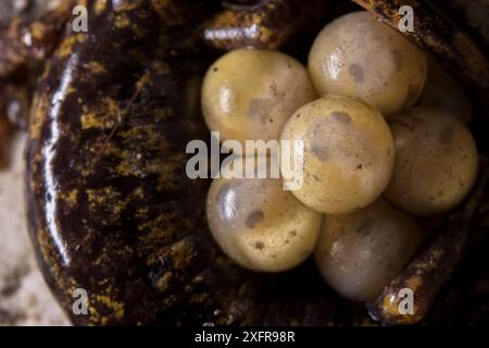 Strinatii's Cave Salamander (Speleomantes strinatii) Eier, die von Weibchen während ihrer Entwicklung geschützt werden. Kontrollierte Bedingungen. Genua, Italien, April. Stockfoto