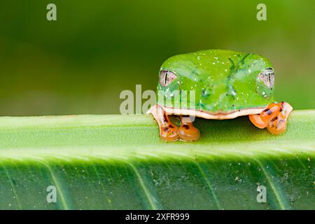 Tigerbein Affenfrosch / Tigergestreifter Affenfrosch (Phyllomedusa tomopterna) auf Blatt, Yasuni Nationalpark, Orellana, Ecuador. Stockfoto