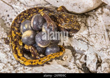 Strinatii's Höhlensalamander (Speleomantes strinatii) Weibchen schützt ihre Eier während der Entwicklung. Kontrollierte Bedingungen. Genua, Italien Stockfoto