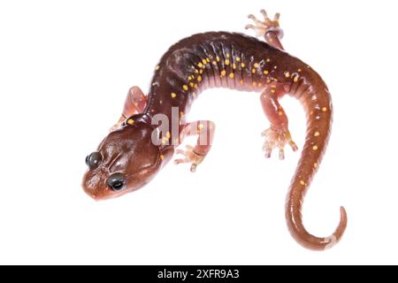 Arborealer Salamander (Aneides lugubris) auf weißem Hintergrund, Kalifornien, USA. Stockfoto