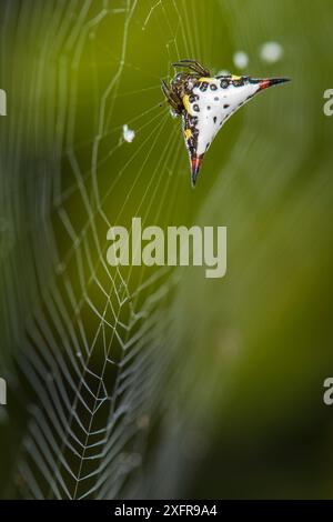 Dornenweberspinne (Gasteracantha sp), Madagaskar. Stockfoto