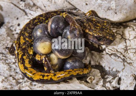 Strinatii's Höhlensalamander (Speleomantes strinatii) Weibchen schützt ihre Eier während der Entwicklung. Kontrollierte Bedingungen. Genua, Italien Stockfoto