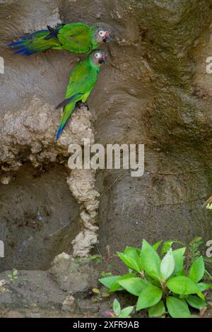 Zwei Zwergsittiche (Aratinga weddellii) in einem Tonleck im Yasuni-Nationalpark, Orellana, Ecuador. Stockfoto