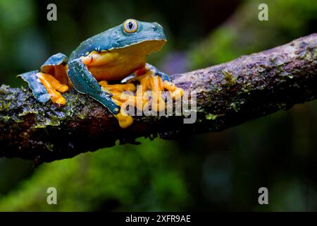 Fransenfrosch (Cruziohyla craspedopus) auf Ast, Yasuni Nationalpark, Orellana, Ecuador. Stockfoto