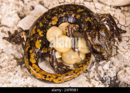 Strinatiis Höhlensalamander (Speleomantes strinatii), das ihre Eier schützt. Kontrollierte Bedingungen. Genua, Italien, April. Stockfoto