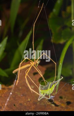 Oger-Spinne (Deinopis sp.) Mit Beute in Seide gewickelt, Peru Stockfoto