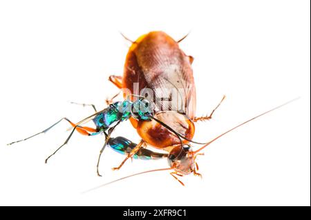 Juwelenwespe (Ampulex Kompressa) stechende Schaben (Periplaneta americana) mit Gift, das die Schabe träge macht, bevor sie als Wirt für ihre Larven nistet. Unverlierbar. Stockfoto