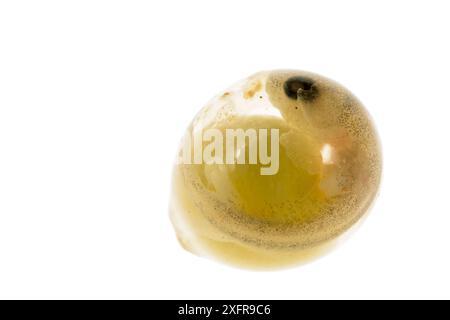 Ackersalamander (Aneides lugubris) Ei auf weißem Hintergrund, Kalifornien, USA. Stockfoto