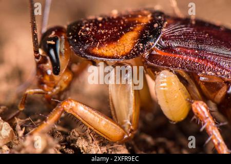 Juwelenwespenlarve (Ampulex Kompressa) saugt Hämolymphe aus der Wirtsschabe, gefangen Stockfoto