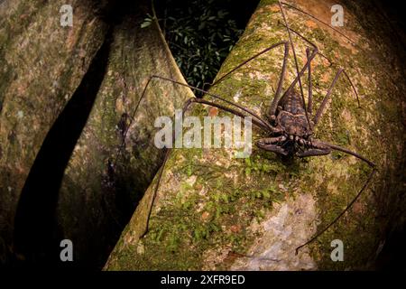 Peitschenskorpion (Heterophrynus elephas) auf der Jagd nach Nahrung auf einer großen Baumwurzel des Regenwaldes. Biologische Station Los Amigos, Peru. Ausgezeichnet mit den GDT European Wildlife Photographer of the Year Awards 2018. Stockfoto