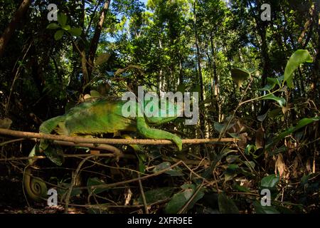 Parson's Chamäleon (Calumma parsoni), Mitsinjo Reserve, Madagaskar Stockfoto