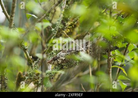 Kurzhornendes Chamäleon (Calumma brevicorne) Andasibe, Madagaskar. Stockfoto