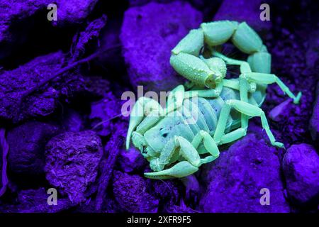 Scorption (Parabuthus granulatus) unter UV-Licht, Namibia. Stockfoto