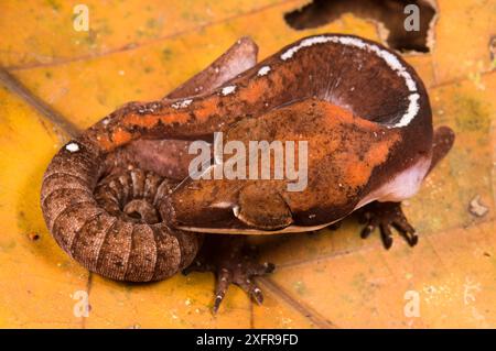 Katzengecko (Aeluroscalabotes felinus), als er berührt wird, Sarawak, malaysischer Borneo. Stockfoto