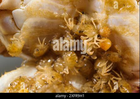 Süßwasserkrabbe (Potamon fluviatile), Junge im Telson-Beutel ihrer Mutter, Toskana, Italien. August. Stockfoto