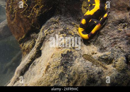 Feuersalamander (Salamandra salamandra) zur Geburt seiner Larve, Italien, April. Stockfoto
