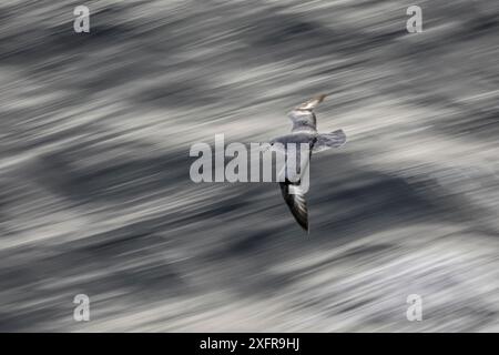 Das südliche Fulmar (Fulmarus glazialoides) fliegt über das stürmische Meer des Südlichen Ozeans Stockfoto