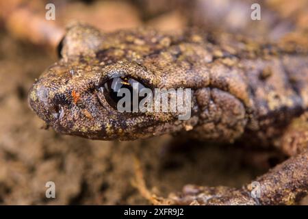 Französischer Höhlensalamander (Speleomantes strinatii) Porträt, Italien, April. Stockfoto