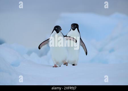 Adelie-Pinguin (Pygoscelis adeliae) auf Eis, AntarktisSound, Antarktis. Stockfoto