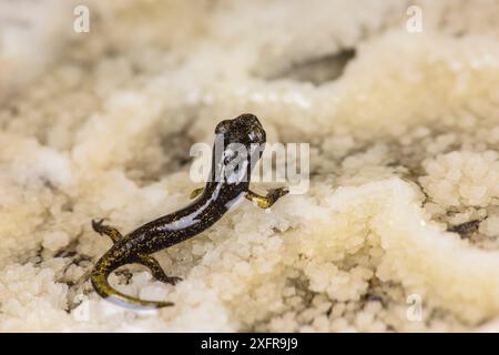 Französischer Höhlensalamander (Speleomantes strinatii) juvenile, Italien, April. Stockfoto