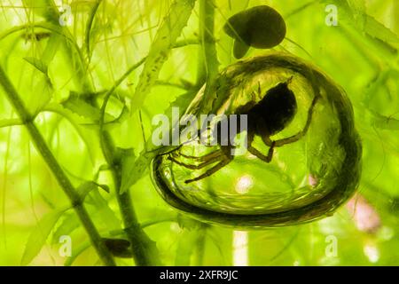 Die Glockenspinne (Argyroneta aquatica) ruht in ihrer luftgefüllten Glocke unter Wasser, Italien. Oktober. Kontrollierte Bedingungen. Stockfoto