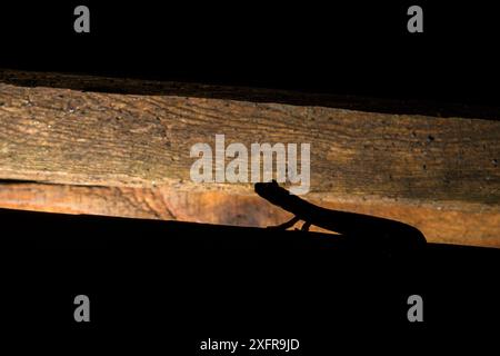 Strinatis Höhlensalamander (Speleomantes strinatii), nachts auf Holzpalette, Genua Italien. Stockfoto