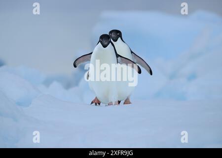 Adelie-Pinguin (Pygoscelis adeliae) auf Eis, AntarktisSound, Antarktis. Stockfoto