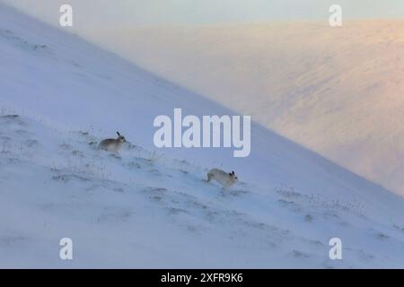 Berghase (Lepus timidus) im Schneesturm auf dem Berggipfel, Schottland, Großbritannien. Januar. Stockfoto