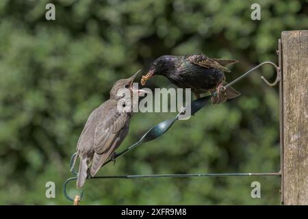 Starling (Sturnus vulgaris) füttert Küken im städtischen Garten. Greater Manchester, Großbritannien. Mai. Stockfoto