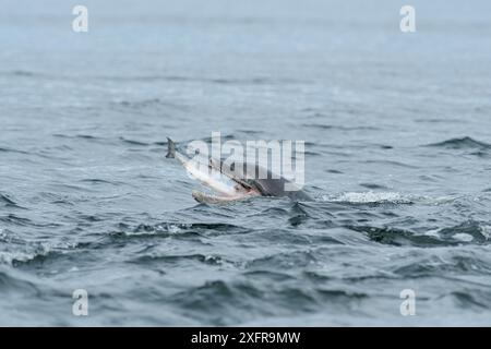 Große Tümmler (Tursiops truncatus) Fütterung von Lachs, Moray Firth, Highlands, Schottland. Juli. Stockfoto