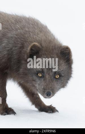 Polarfuchs (Vulpes lagopus) männlich, blaue Farbe Morph. Hornstrandir Naturreservat, Island. März Stockfoto