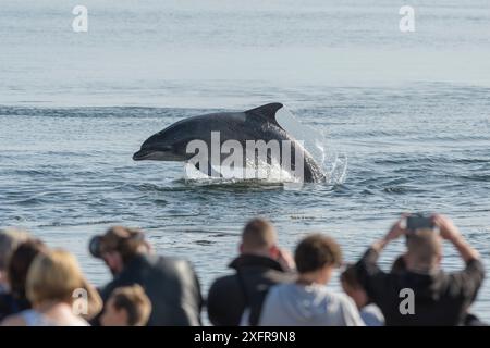 Menschen beobachten Bottlenose Delfin (Tursiops truncatus) vom Strand, Chanonry Point, Moray Firth, Highlands, Schottland. August 2017. Stockfoto