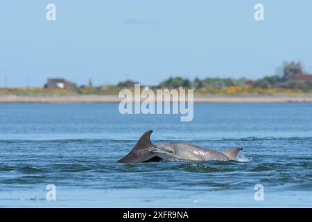 Tümmler (Tursiops truncatus), Erwachsene und Jugendliche, Moray Firth, Highlands, Schottland. Mai Stockfoto