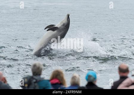 Menschen beobachten den Großen Tümmler (Tursiops truncatus) beim Spielen im Wasser vom Strand, Chanonry Point, Moray Firth, Highlands, Schottland. August. Stockfoto