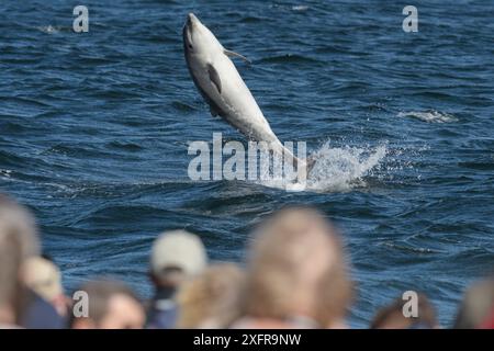 Menschen beobachten Bottlenose Delfin (Tursiops truncatus) vom Strand, Chanonry Point, Moray Firth, Highlands, Schottland. August 2017. Stockfoto