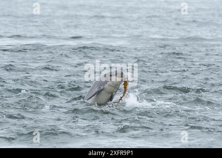 Großer Tümmler (Tursiops truncatus) spielt mit Algen, Chanonry Point, Moray Firth, Highlands, Schottland. August 2017. Stockfoto