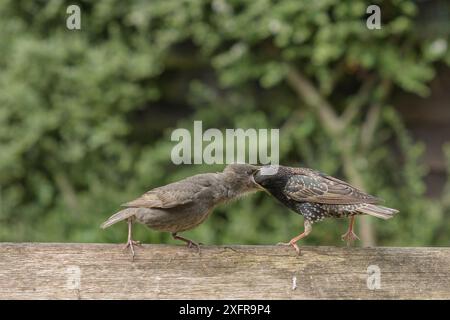 Starling (Sturnus vulgaris) füttert Jungküken im städtischen Garten. Greater Manchester, Großbritannien. Mai. Stockfoto