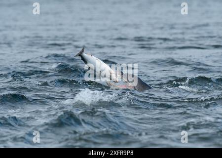 Tümmler (Tursiops truncatus) essen Lachs, Moray Firth, Highlands, Schottland. Juli. Stockfoto